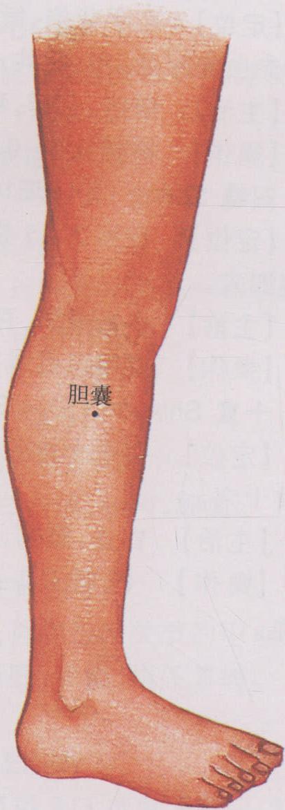 圖34 下肢經(jīng)外穴